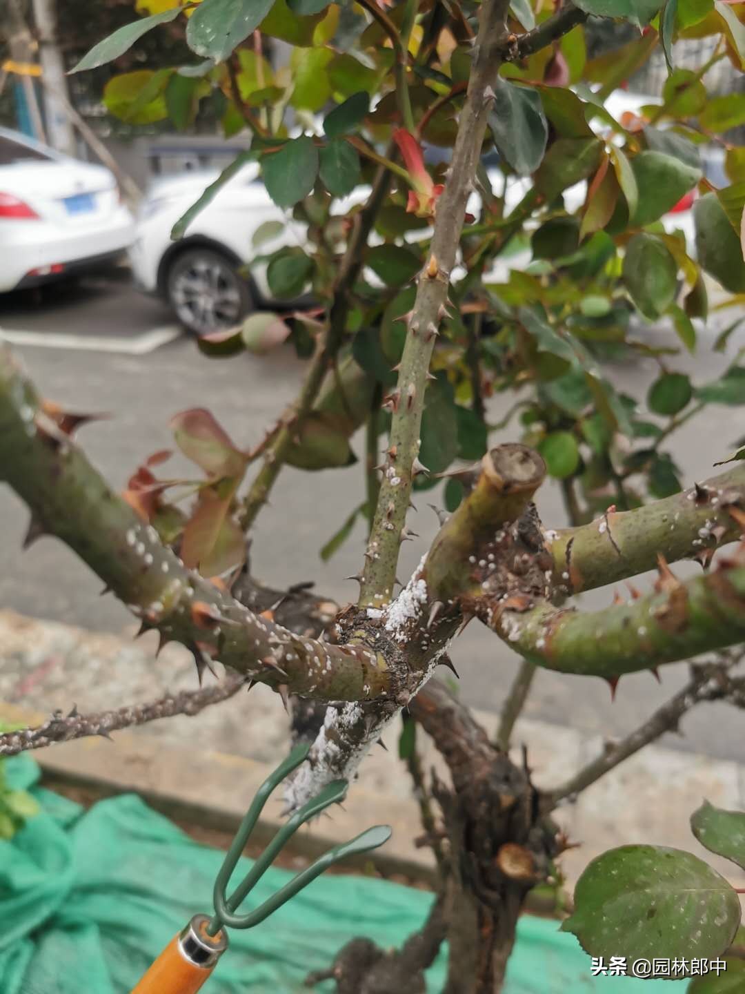 月季蚧壳虫怎样彻底消灭,月季枝条上有红色的小点点