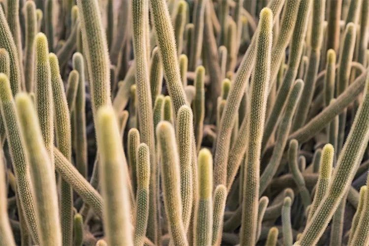 深圳吃喝玩乐两日游推荐,深圳周边游吃喝一日游推荐