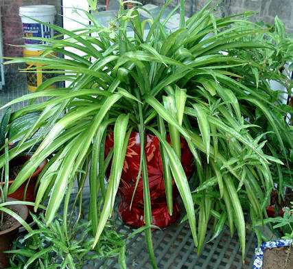 冬天吊兰叶子变黄怎么补救,冬天吊兰叶子发黄怎么处理