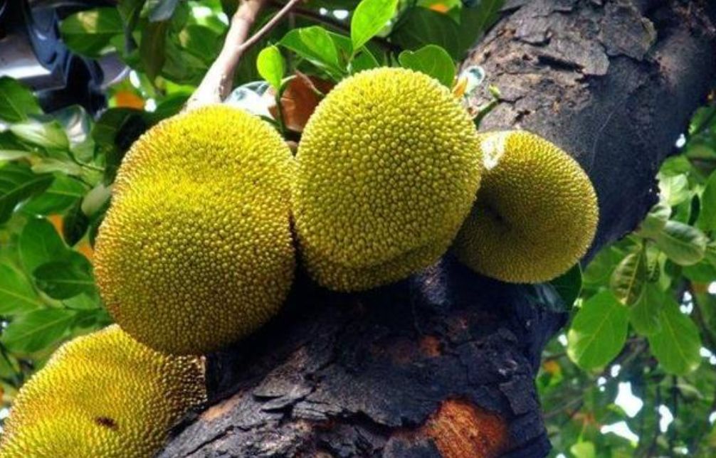 真的是活久见!长成这样居然能吃?