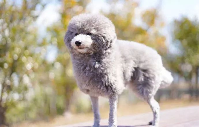 时尚前沿的“贵宾咩咩装”，到底是羊还是狗啊？