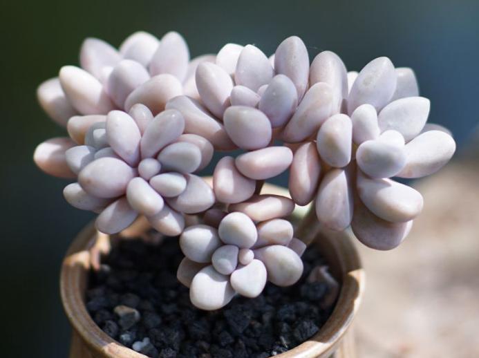 艾伦怎么爆盆,多肉植物艾伦缀化