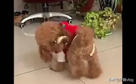 主人嫌狗放屁臭,主人怀疑泰迪放屁