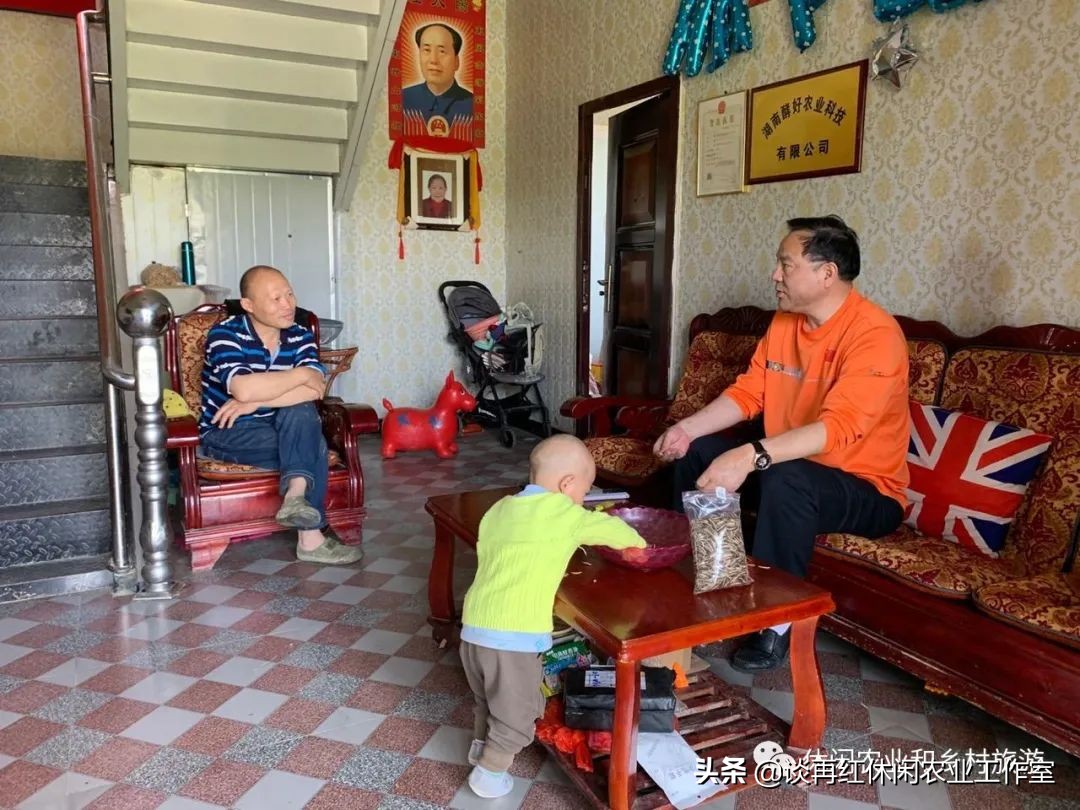 云南红果参一亩产多少斤,四川内江红果参多少钱1斤