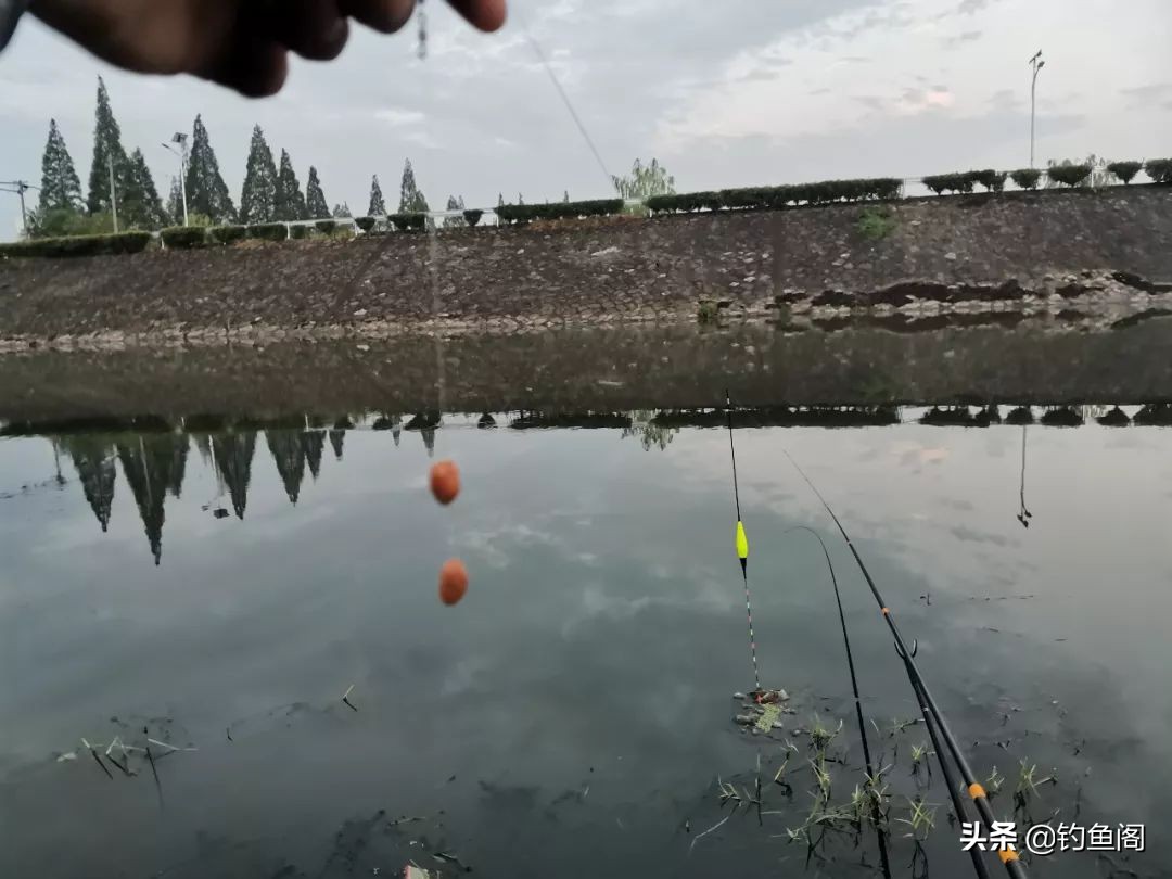 为什么火腿肠钓鱼好,火腿肠真的可以钓鱼吗