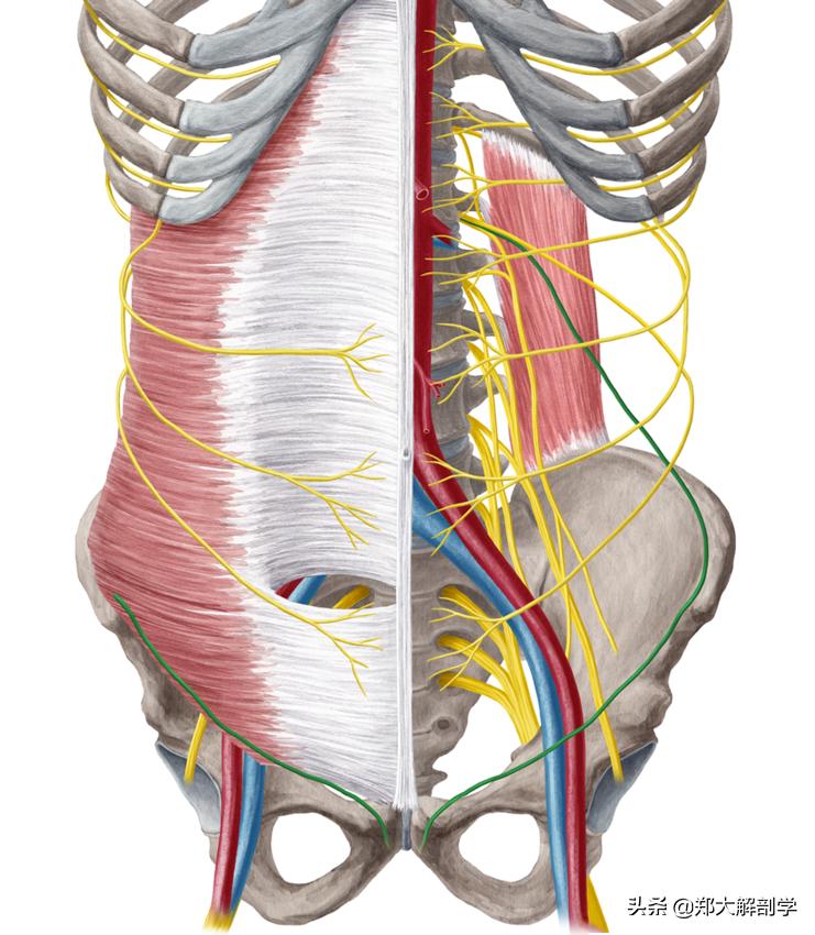 自主神经丛—上腹下丛