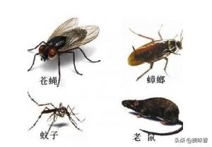 养羊场灭蝇的最佳方法,户外养殖场灭蝇什么方法最好用