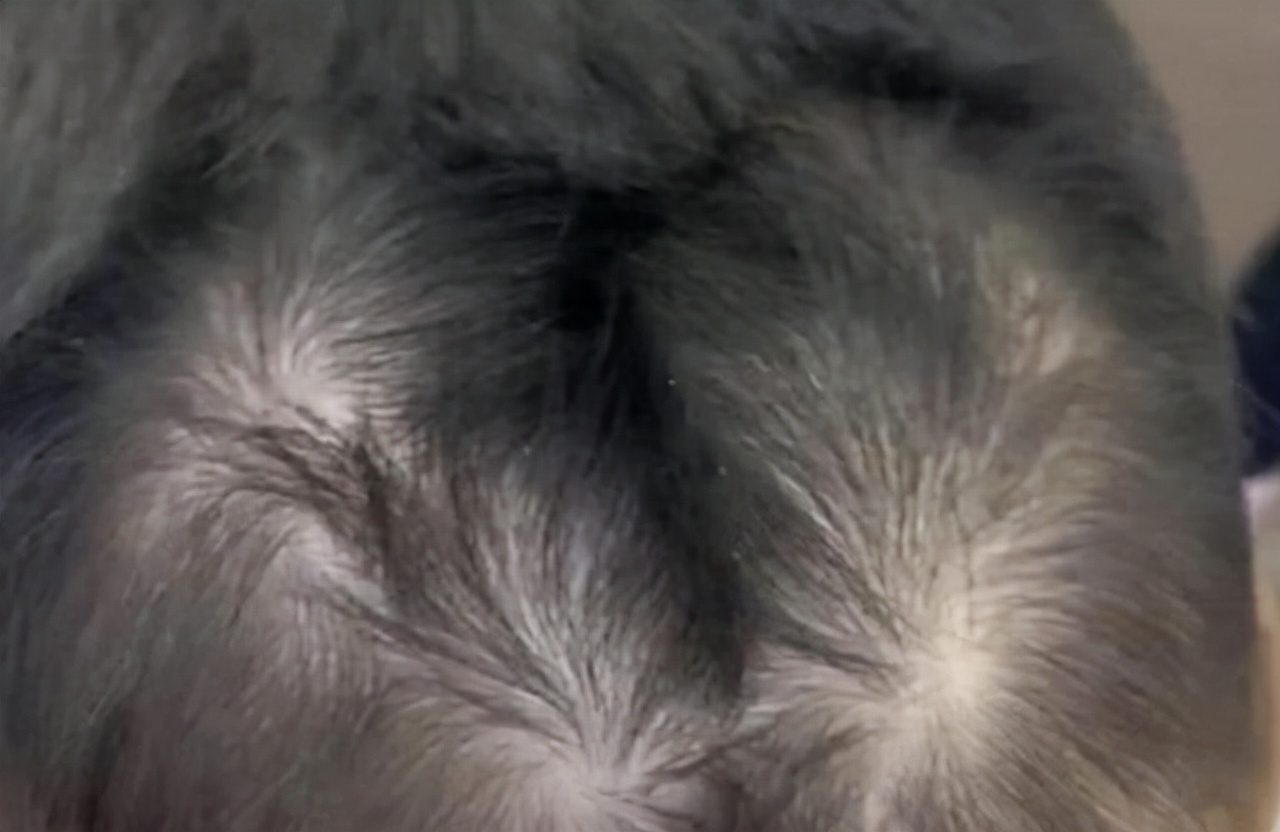 孩子头上的旋代表什么意思,孩子头上的旋到底和什么有关