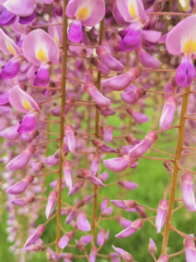 紫藤花开带你看世界,万紫花