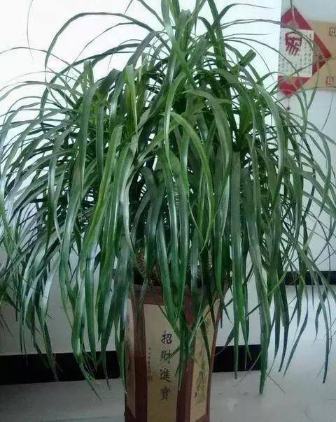 献给那些养花每次都养死的人文案,一直养死花但从未放弃养花