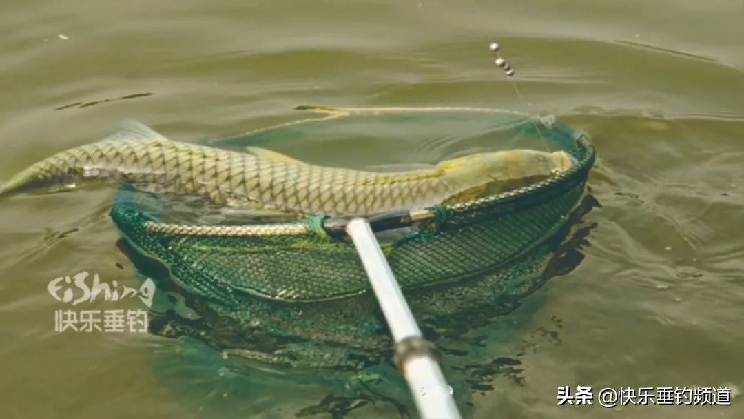 细线遇到大鱼遛鱼有用吗,细线钓到大鱼怎么正确遛鱼