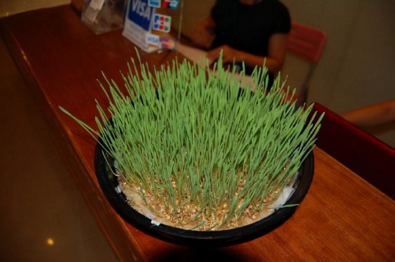 对猫无害又适合阳台养的植物,十大适合养猫的植物