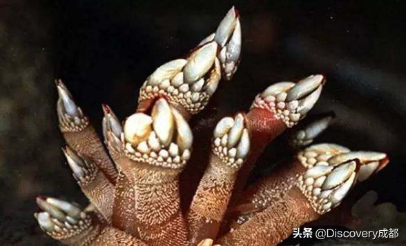 令人匪夷所思的奢侈品,越来越离谱的奢侈品