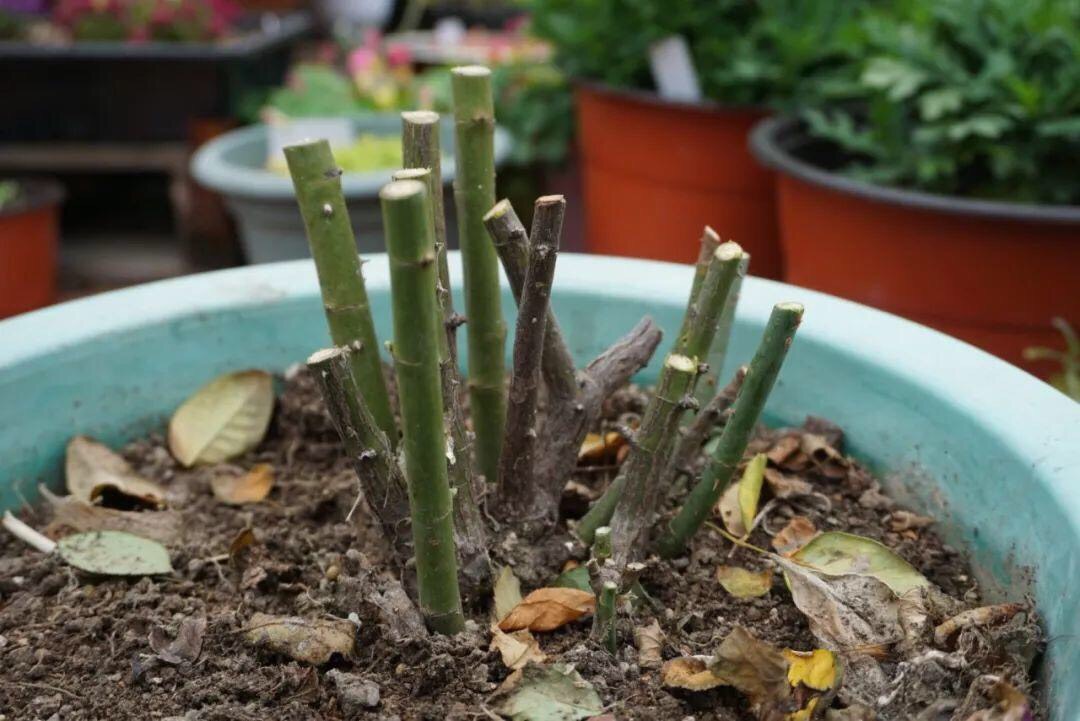 月季不长了怎么办,月季不长花苞如何修剪