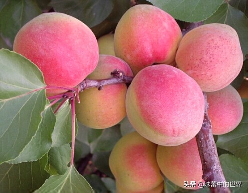 甘肃平凉特产有哪些,甘肃平凉特产小吃零食