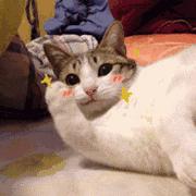 女孩儿养猫十天变秃头,养猫怎么防止得猫癣