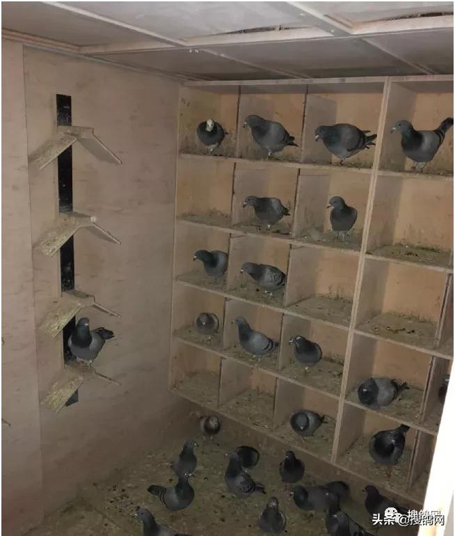 kbdb鸽王总冠军,kbdb鸽王每年评选多少个