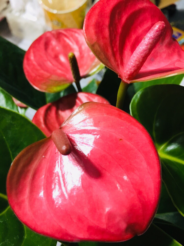 粉掌冻了怎么补救,粉掌冻了怎么办