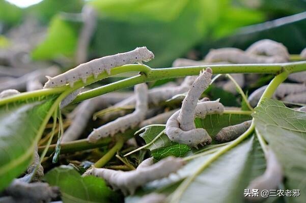 蚕得了白僵病是怎么回事,蚕的白僵病怎么养