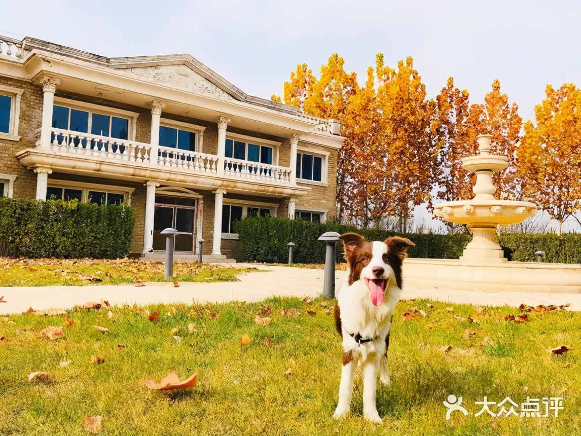 北京可以带宠物好玩的地方,北京宠物公园