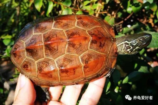 养乌龟需要注意哪些事情和细节,乌龟饲养技巧及注意事项