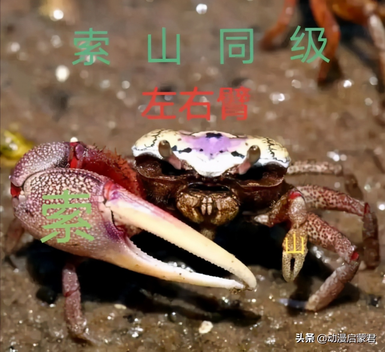 海贼王山治和索隆打架,海贼王山治vs索隆实力排名