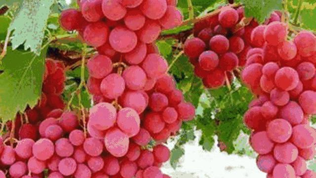 孟津5月采摘园哪个比较好,洛阳采摘攻略