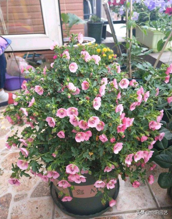 小木槿花施肥多了黄叶子怎么办,阳台绿植开花