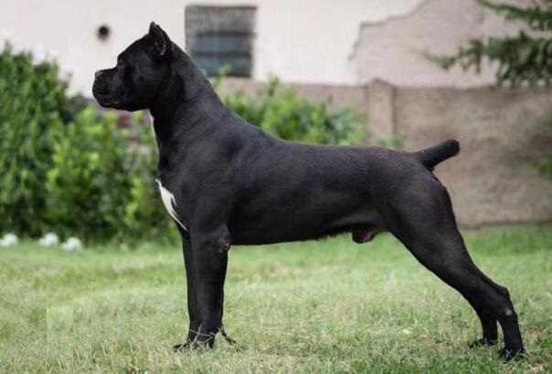 意大利护卫犬卡斯罗犬完美展示,最优秀的护卫犬卡斯罗