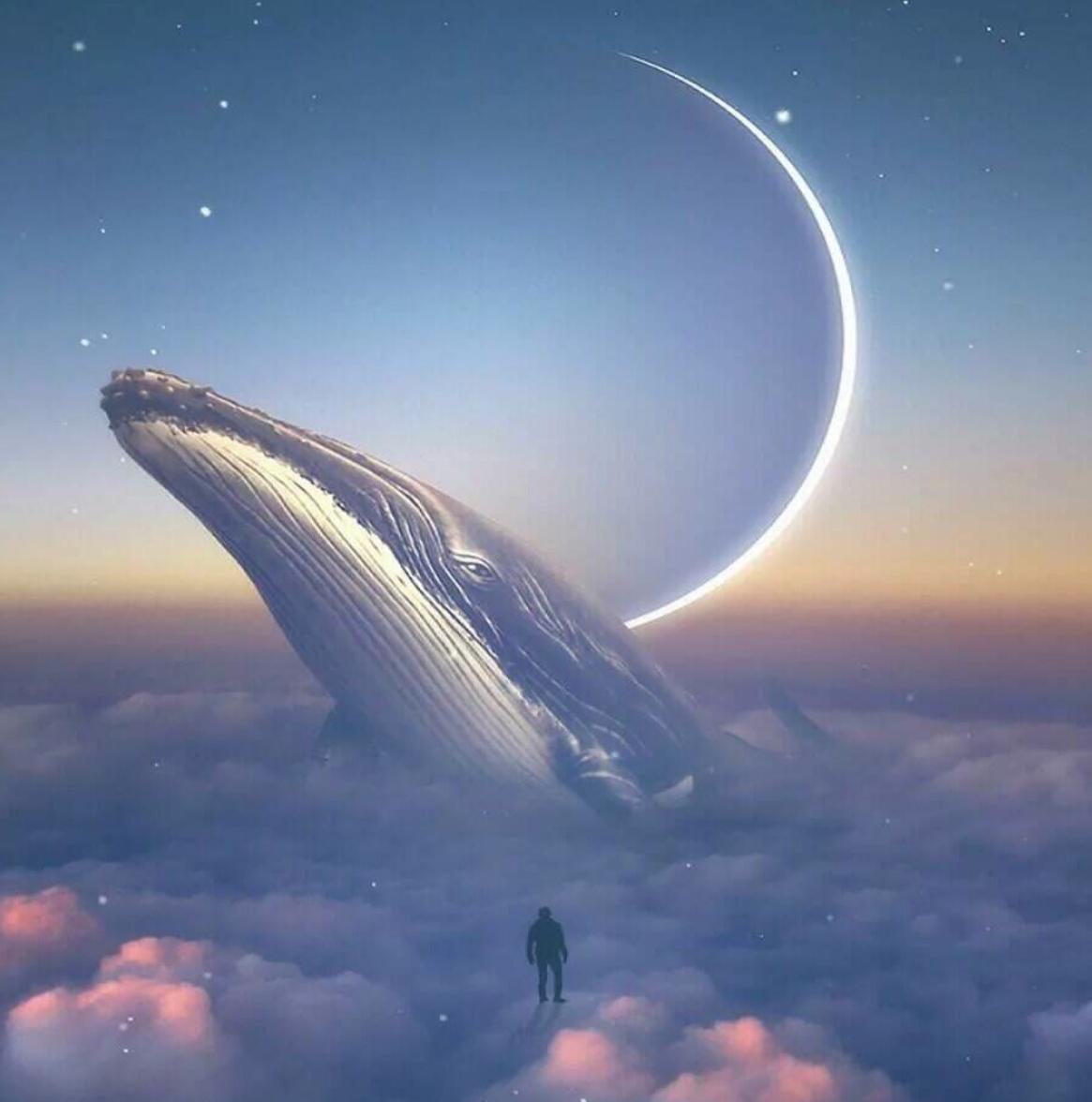 高端狮子和低端狮子,前期狮子和后期狮子