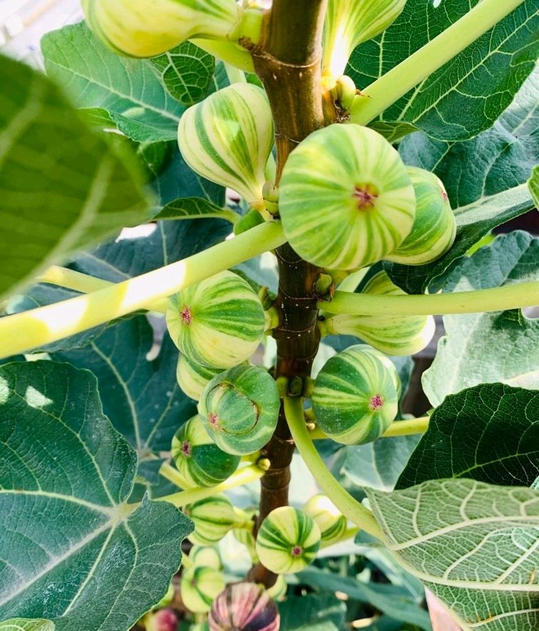 怎样养好无花果,怎样养好盆景无花果