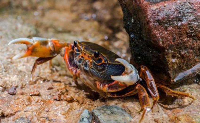 螃蟹看着这么恐怖为什么会有人吃,螃蟹的外观为什么也很可怕