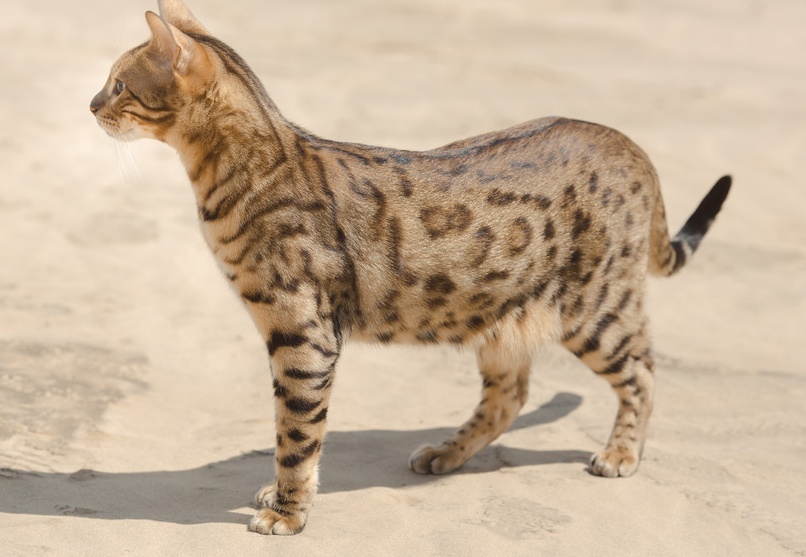 除了布偶猫最好看的宠物猫是什么,世界名贵猫咪品种是布偶猫吗