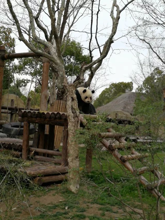 在上海迪士尼怎么玩比较快呢,在上海迪士尼玩一整天