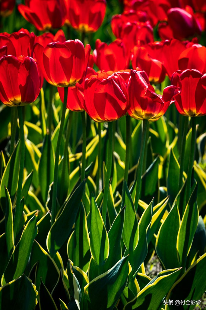 北京国际鲜花港门票优惠,北京国际鲜花港夏天