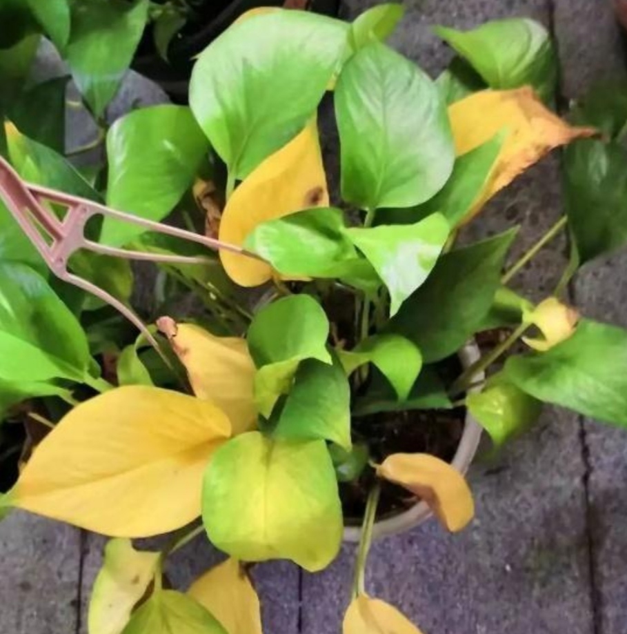 绿萝出现黄叶和烂根怎么处理,绿萝烂根黄叶的原因及解决方法