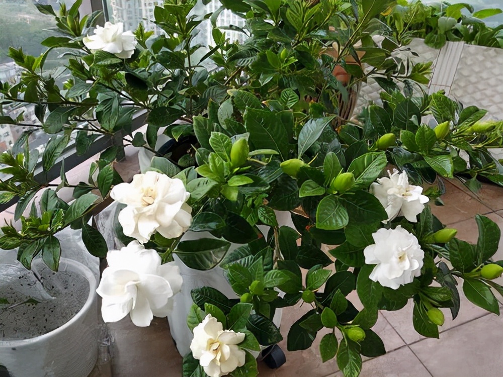 扦插花的快速生根法,哪些花卉可以用扦插的方法插活