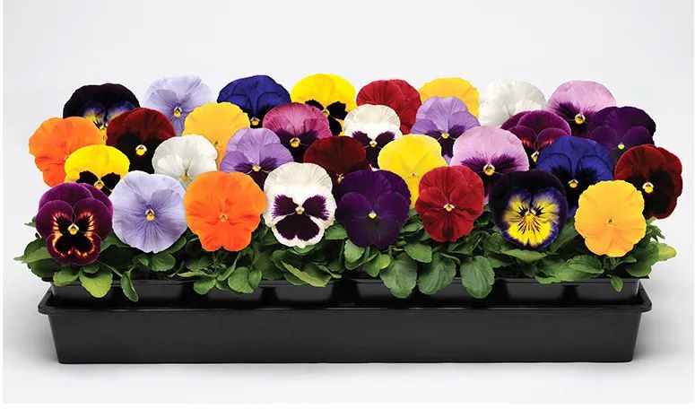 刚栽培的小苗怎样养护,小苗养护注意事项图解