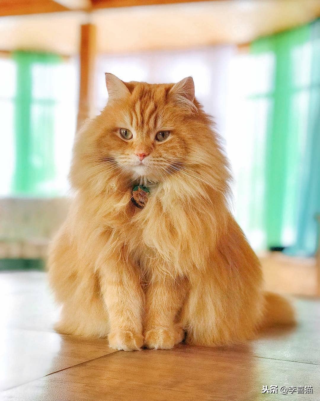 猫咪怀孕铲屎官要怎么办,怀孕期间猫咪要做哪些检查