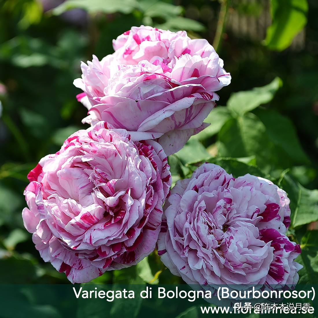 买月季还被骗？教你远离月季网购陷阱，辨别真伪拒绝蔷薇小白花