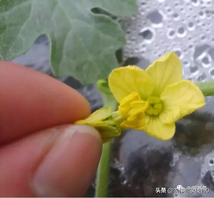 西瓜栽培技术全面的文字解释,西瓜栽培技术和方法