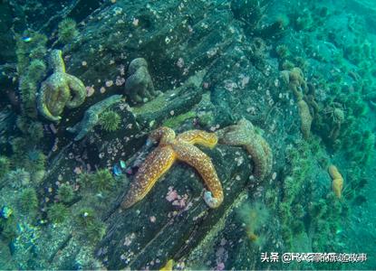 潜行多睿什么意思,潜行多睿深度评测