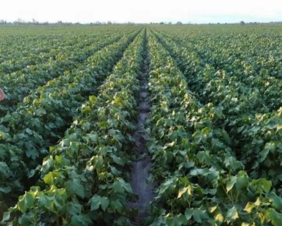 对棉花有种特殊的感情,棉花情感故事