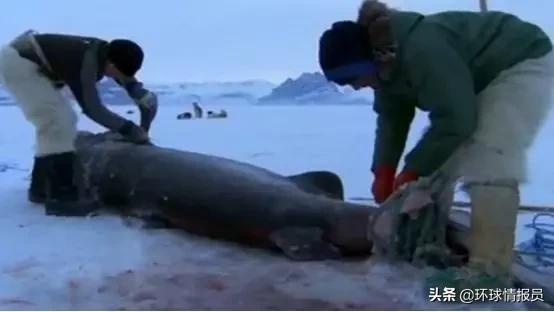 脱欧！位于北美的格陵兰岛，为何在1985年脱离了欧盟（欧共体）？