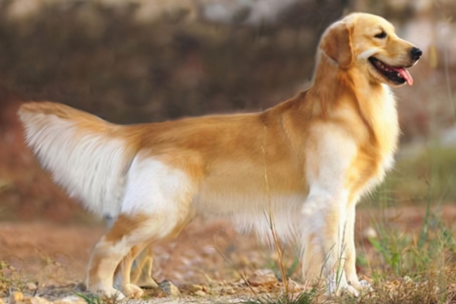 金毛经期饮食,金毛经期有多长