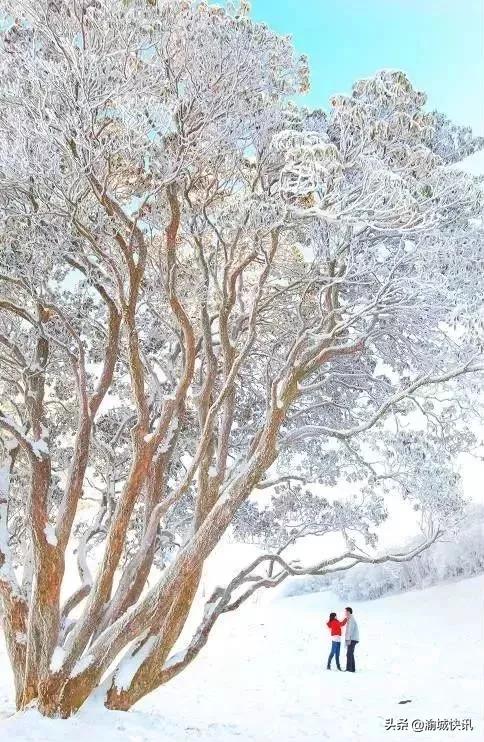 重庆无症状感染者最新情况,重庆无症状感染者在哪个区