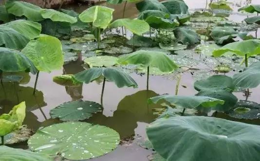 藕虾平养,虾藕混养