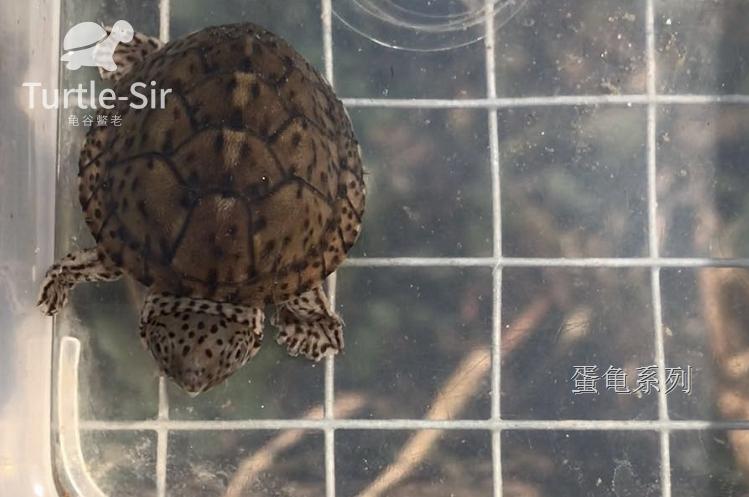 虎纹蛋龟巨头蛋龟哪个好养,巨头蛋龟和剃刀蛋龟的繁殖季节