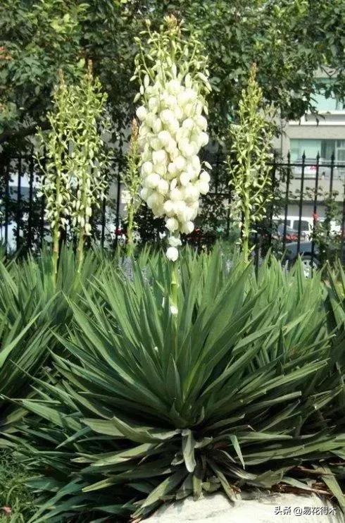 丝兰凤尾兰剑麻就是同一种植物吗,龙舌兰和剑兰的区别图片