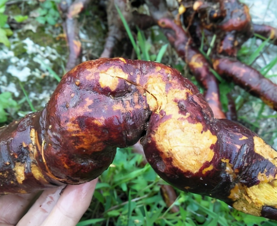 俗称“酸竹筒”，1月长1米，若遇到请移栽回去，别不懂其价值